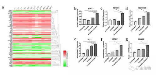 if 7.328 神經生成pcr陣列 大鼠 在生物材料研究中的應用實例